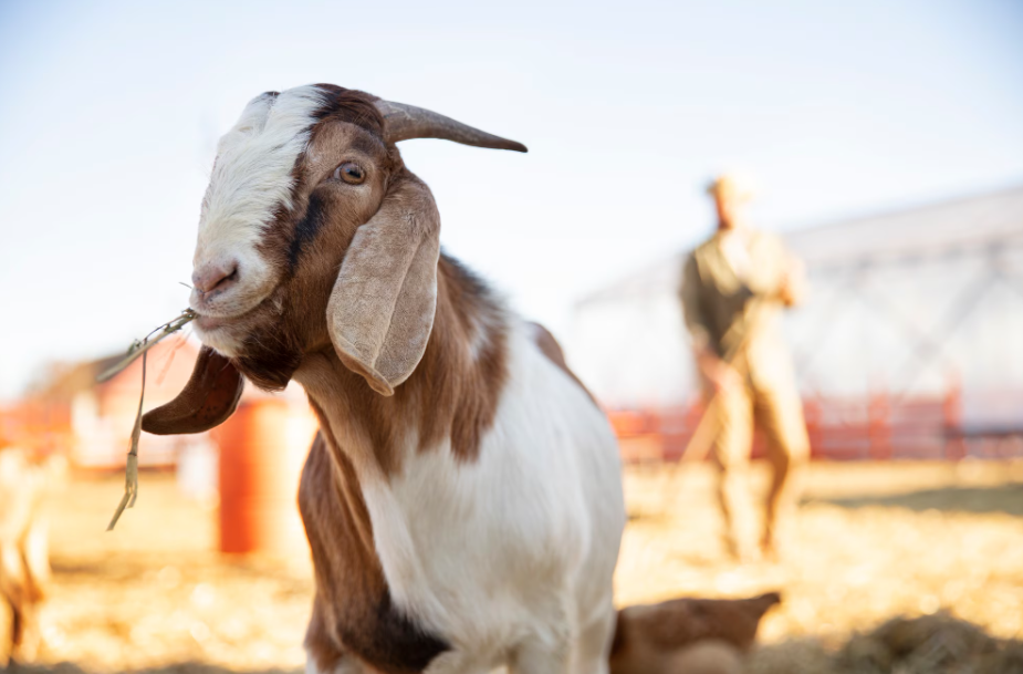 udhiya Explained: Meaning, Rules, and Qurbani Guide